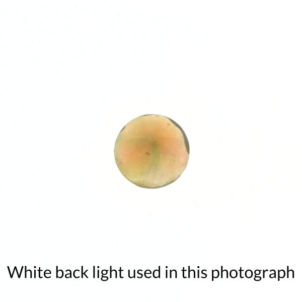 The small faceted round opal gem is being back-lit with a bright white light to show any inclusions within the gem more clearly.