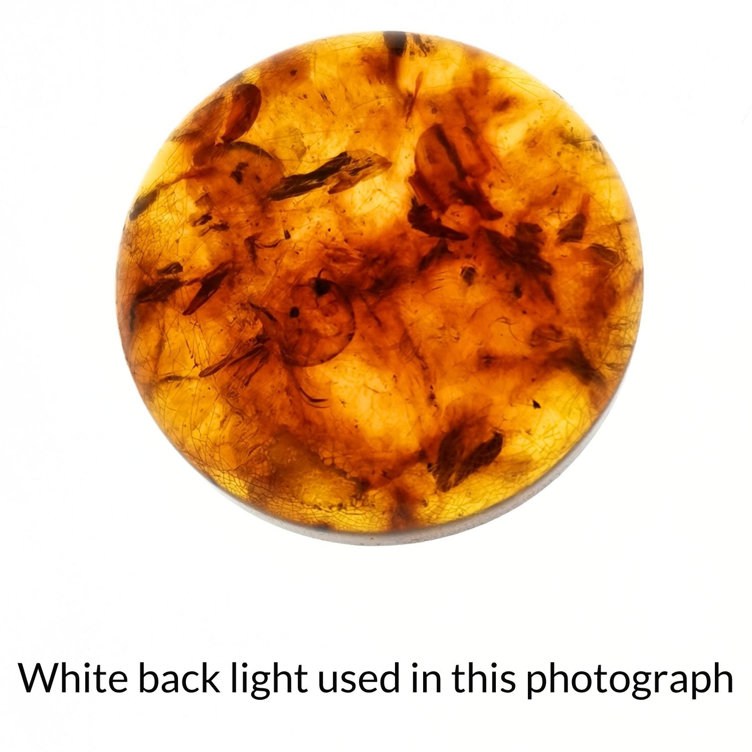 Round Amber Cabochon – 25mm - Image 5