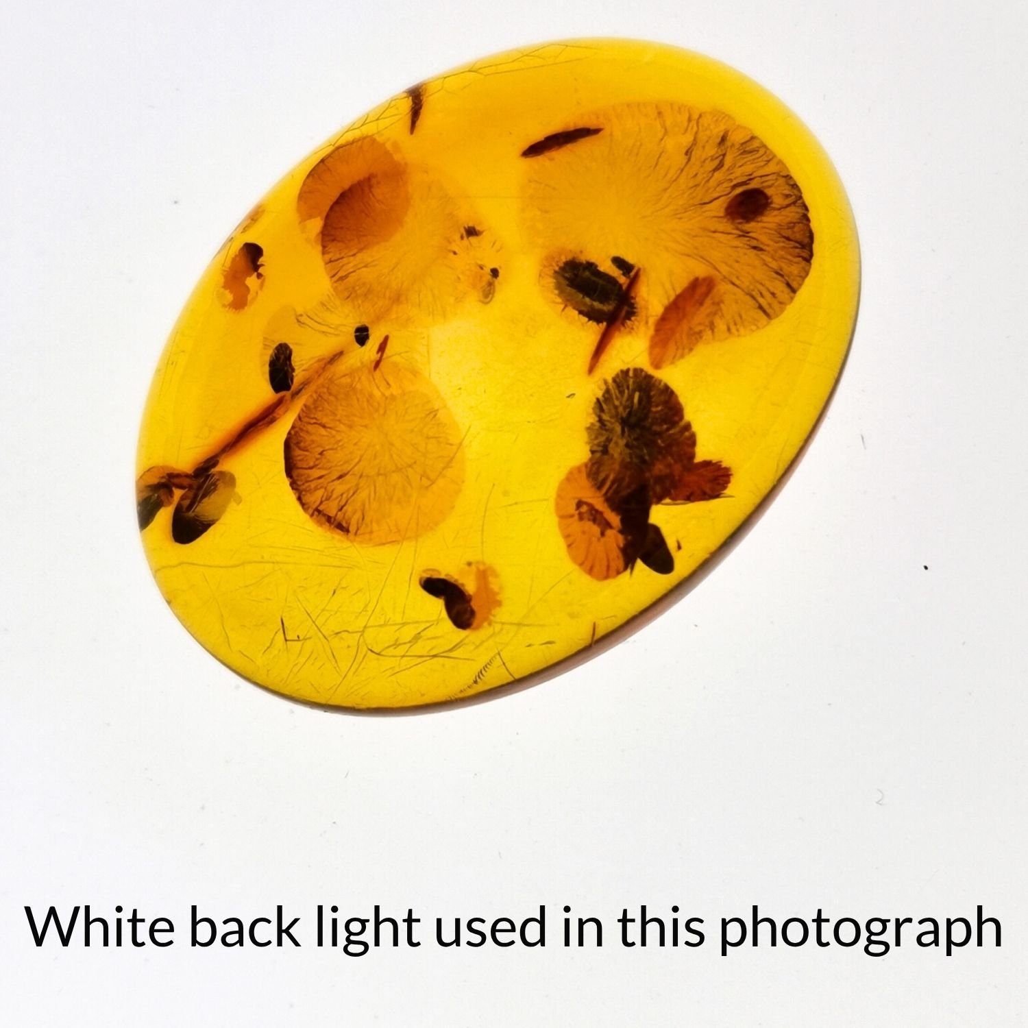 Oval Amber Cabochon – 29.6mm by 22mm - Image 4